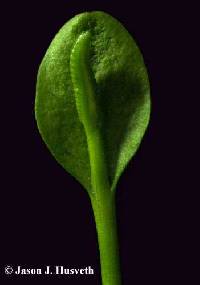 Ophioglossum pusillum image