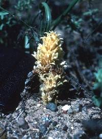 Image of Orobanche ludoviciana