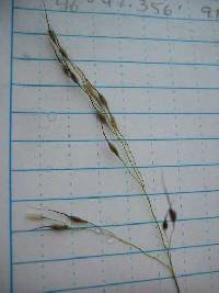 Image of Piptatheropsis canadensis