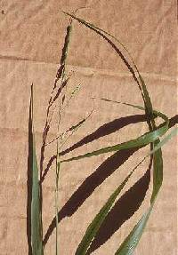 Image of Patis racemosa