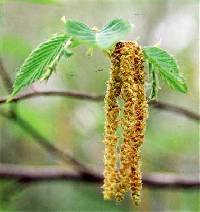 Ostrya virginiana image