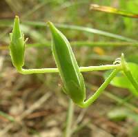 Image of Oxalis corniculata