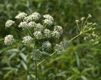 Oxypolis rigidior image