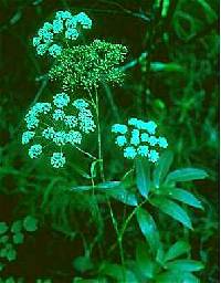 Image of Oxypolis rigidior