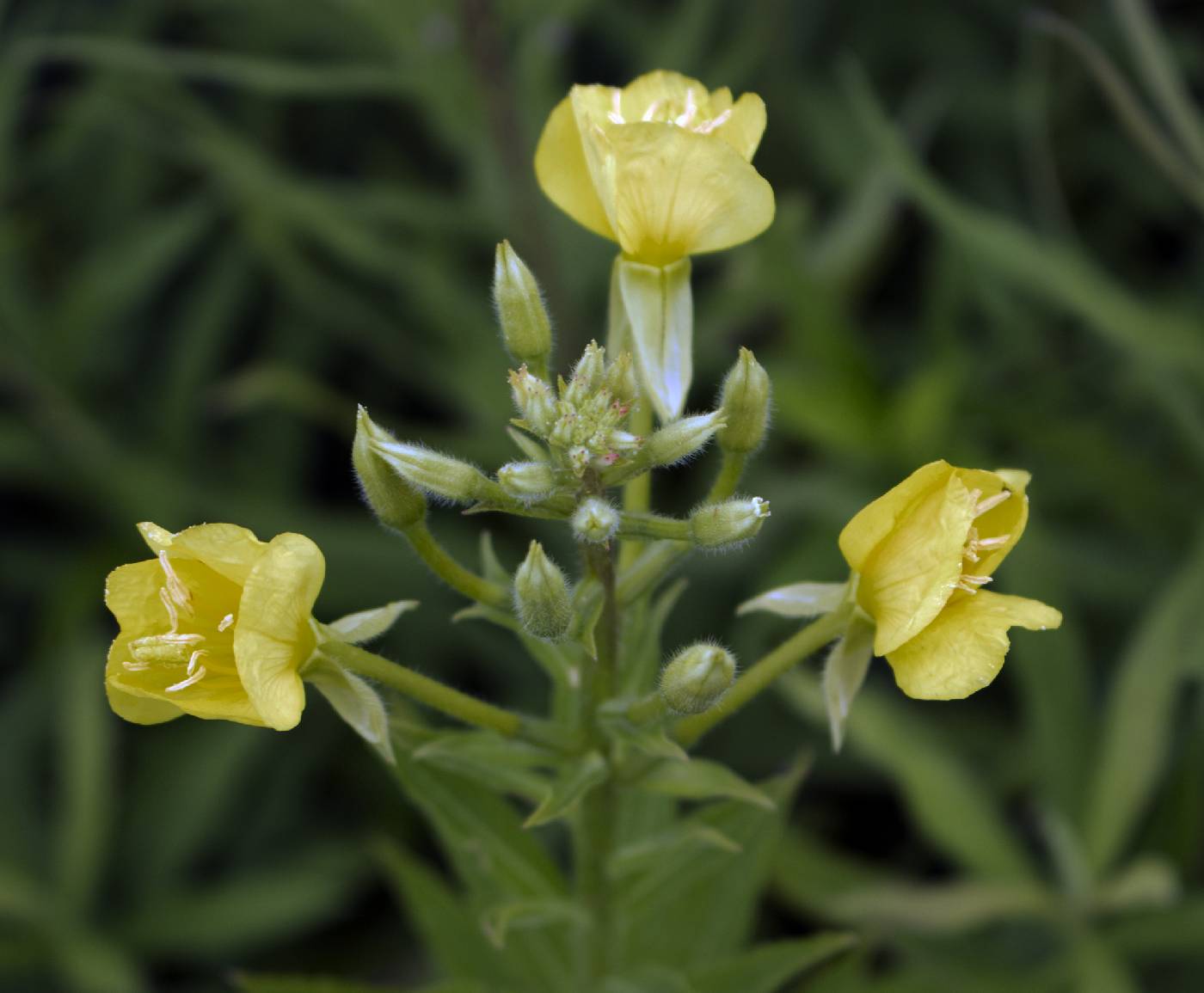 Oenothera biennis image
