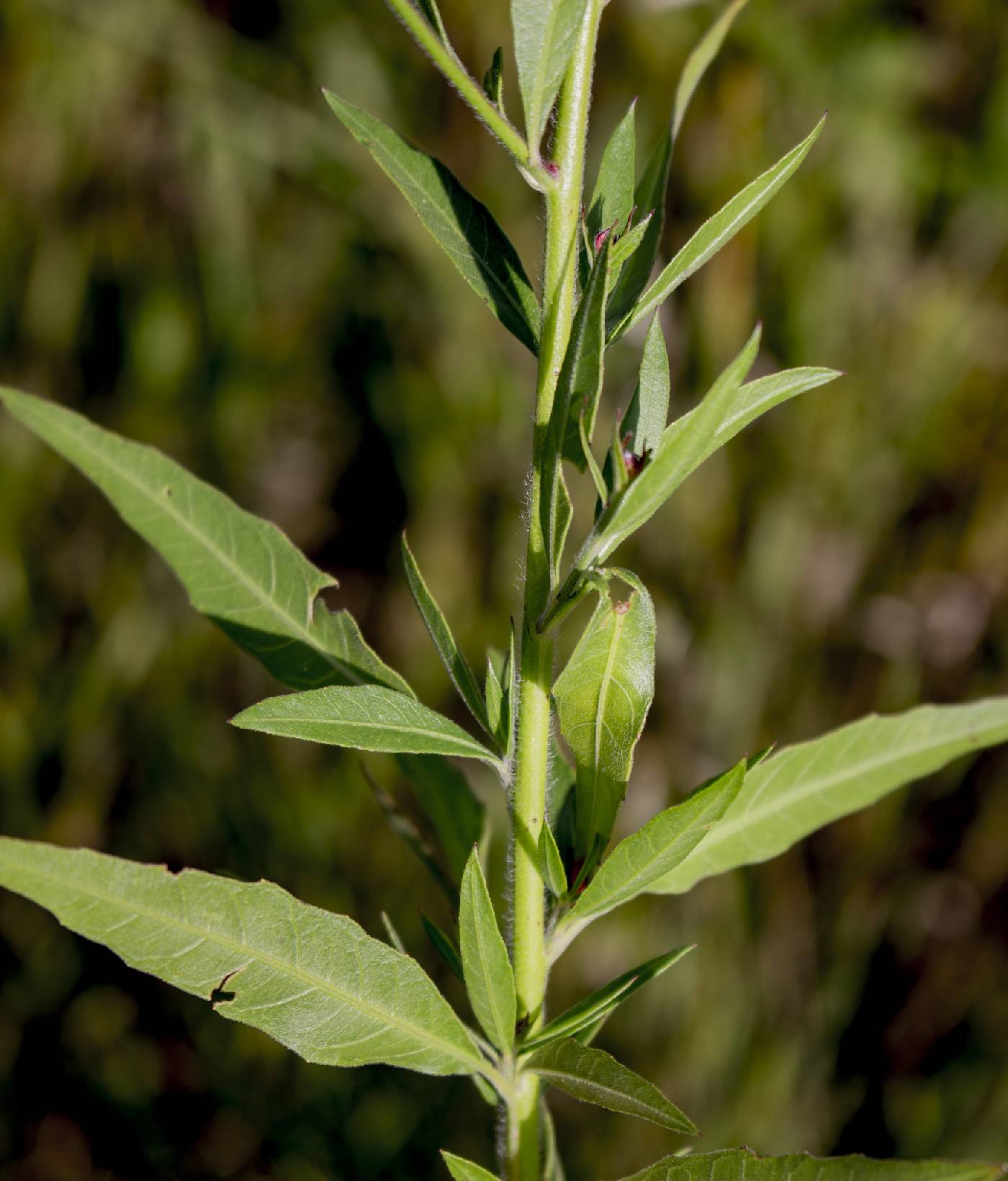 Oenothera gaura image