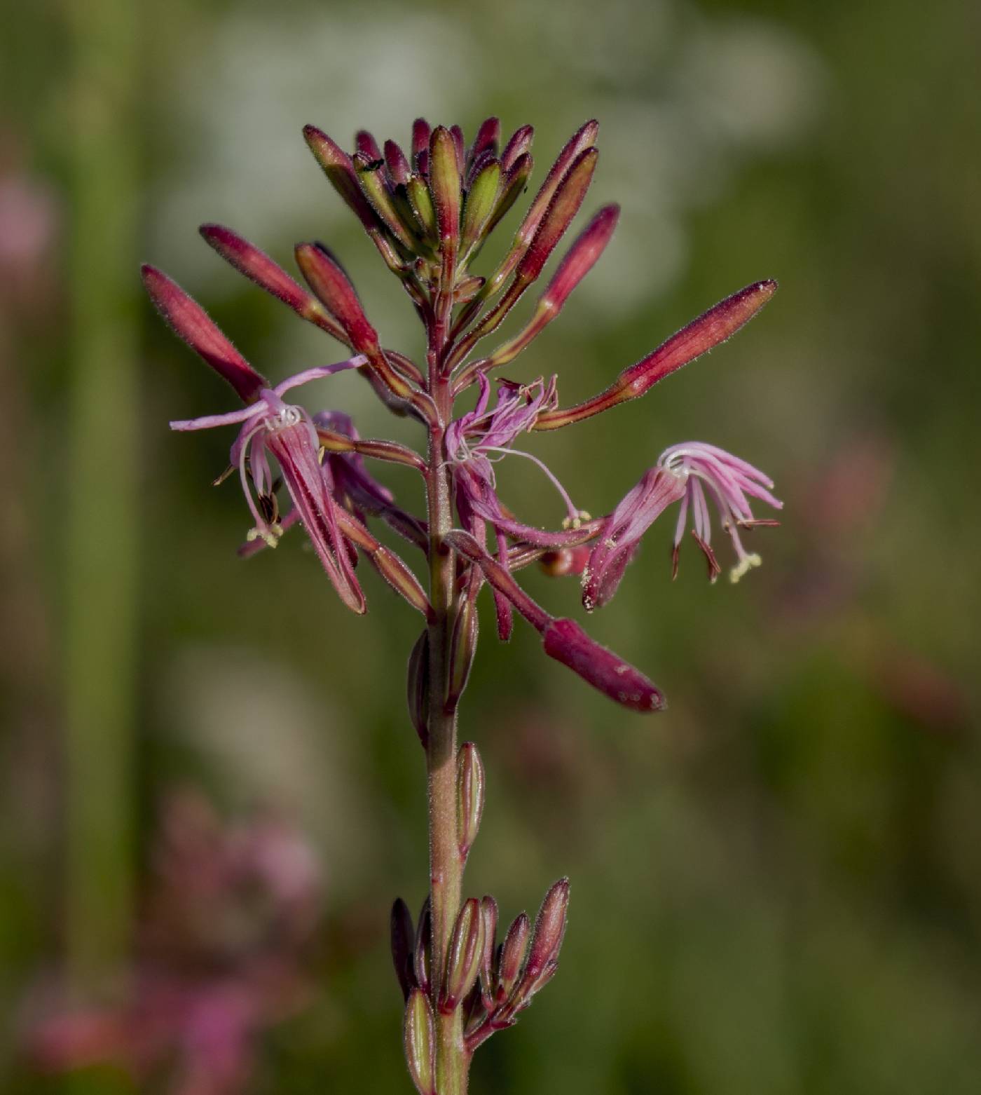 Oenothera gaura image