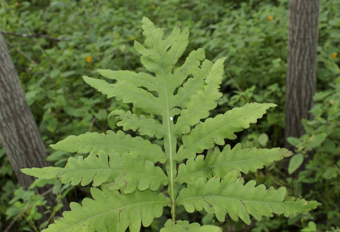 Onoclea sensibilis image