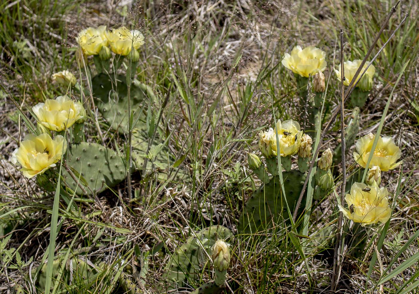 Opuntia macrorhiza image