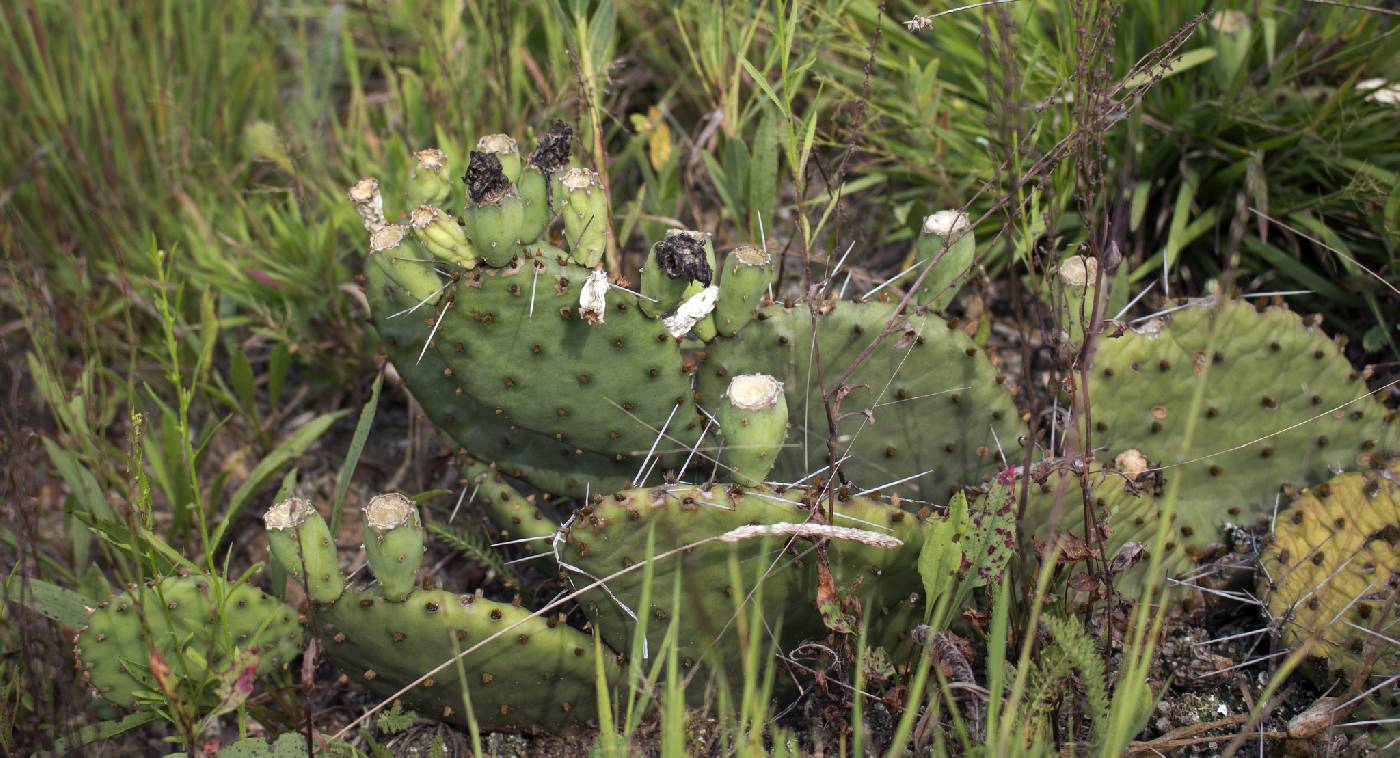 Opuntia macrorhiza image