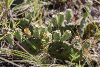 Opuntia macrorhiza image