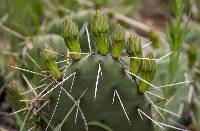 Opuntia macrorhiza image