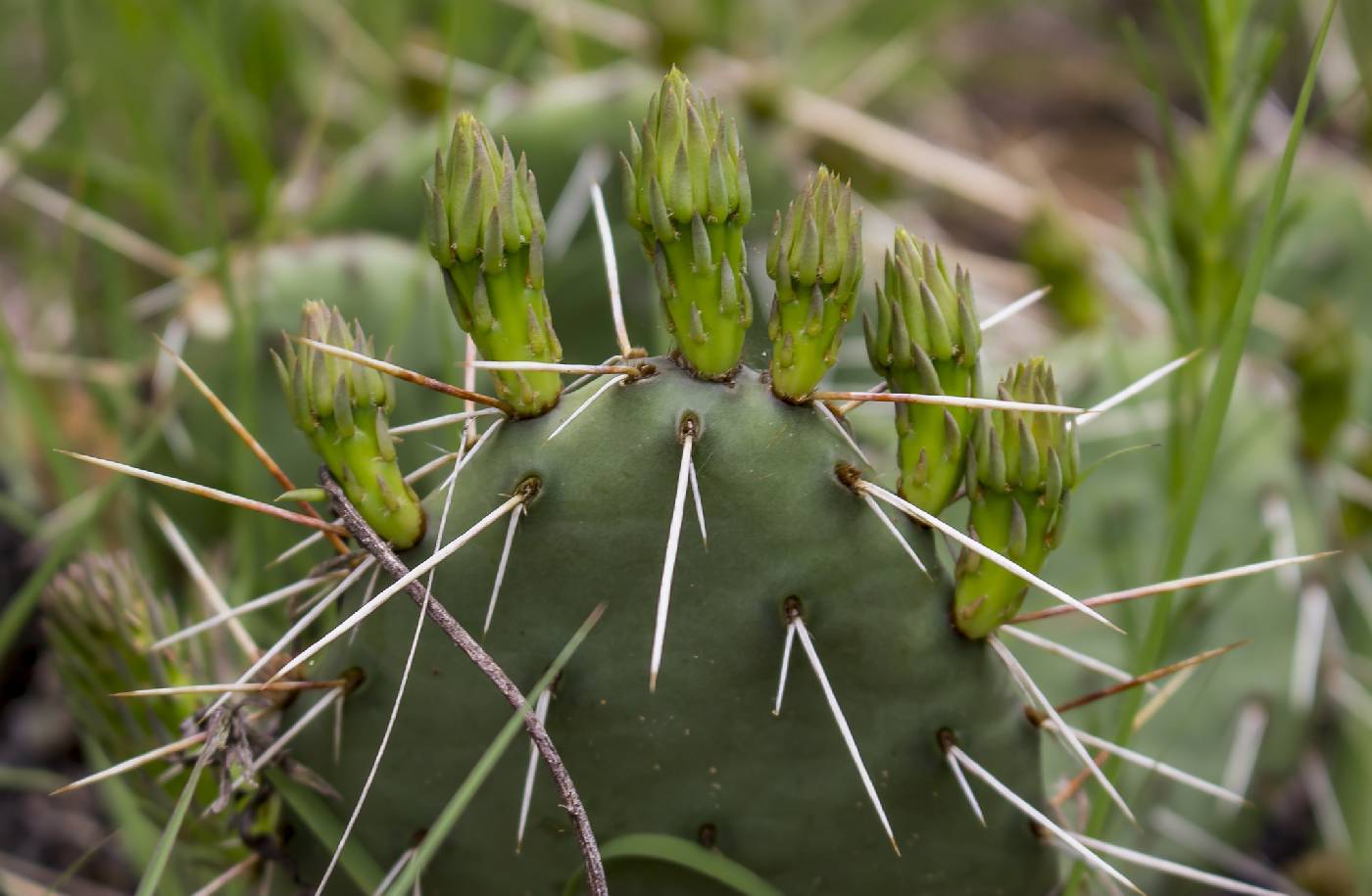 Opuntia macrorhiza image