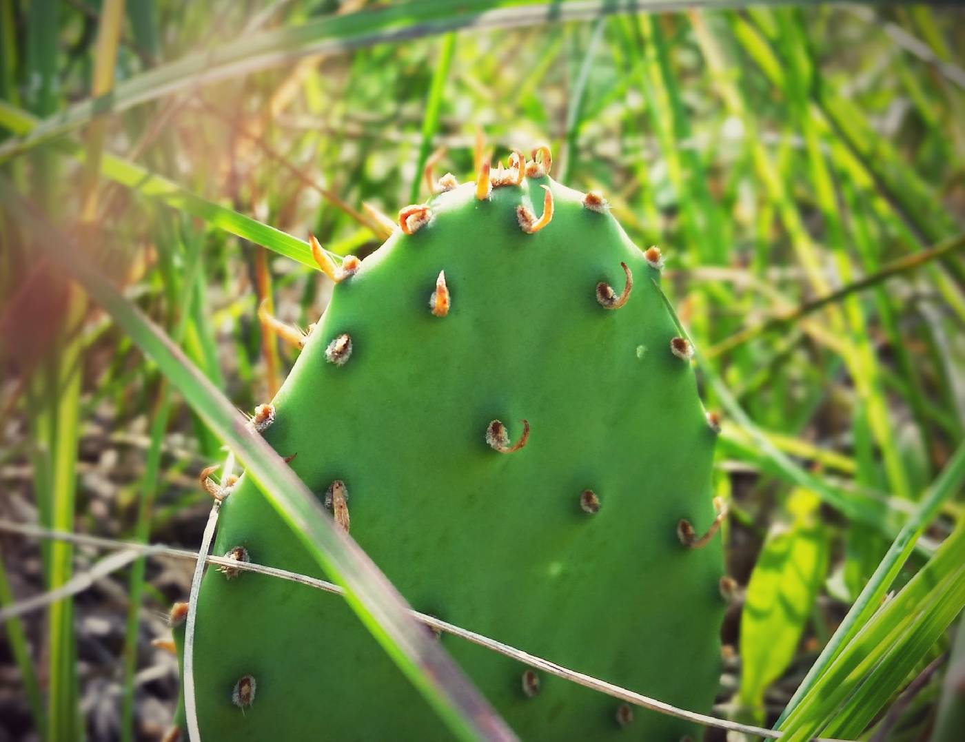 Opuntia macrorhiza image