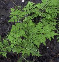 Image of Osmunda regalis