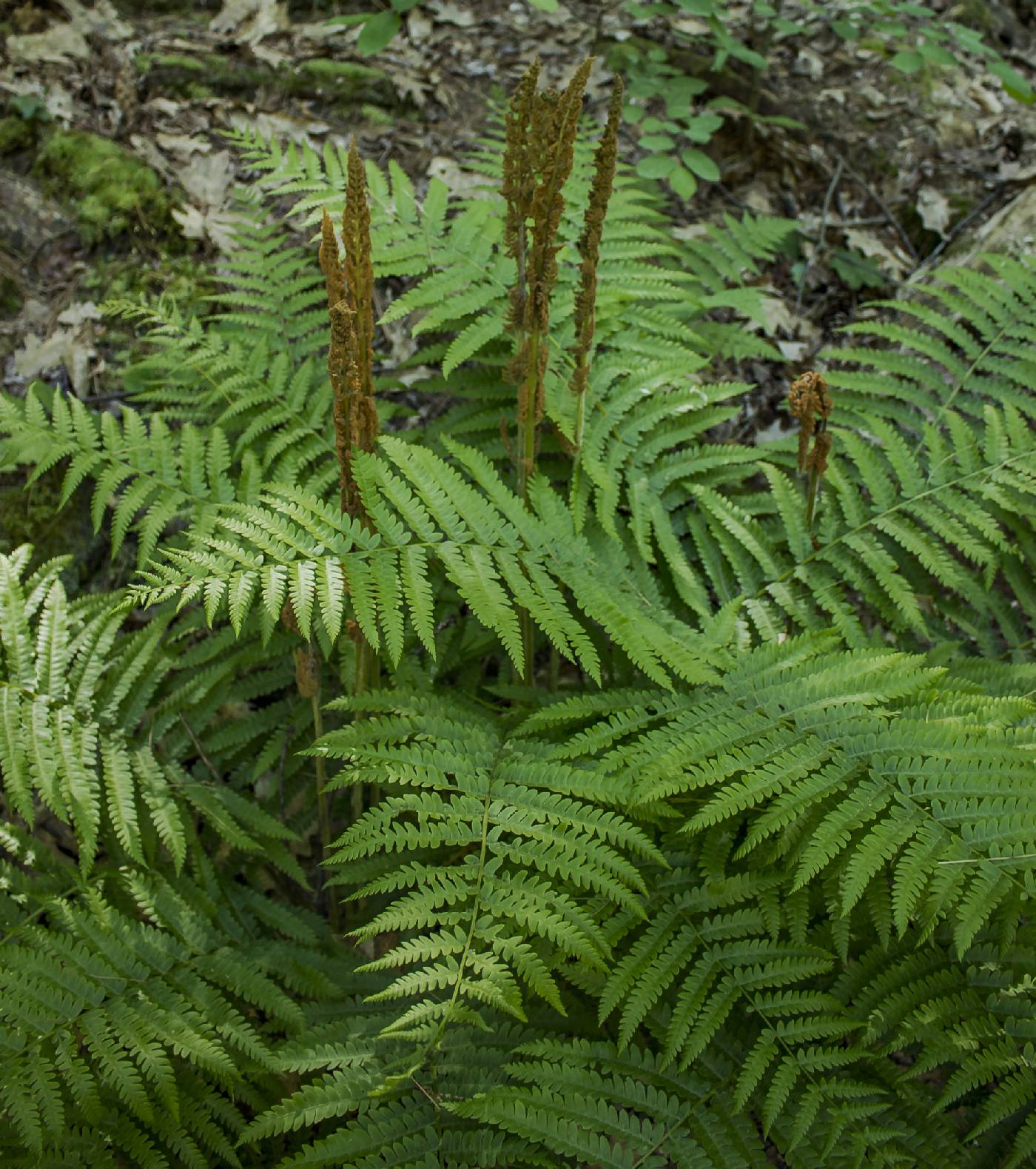 Osmunda cinnamomea image