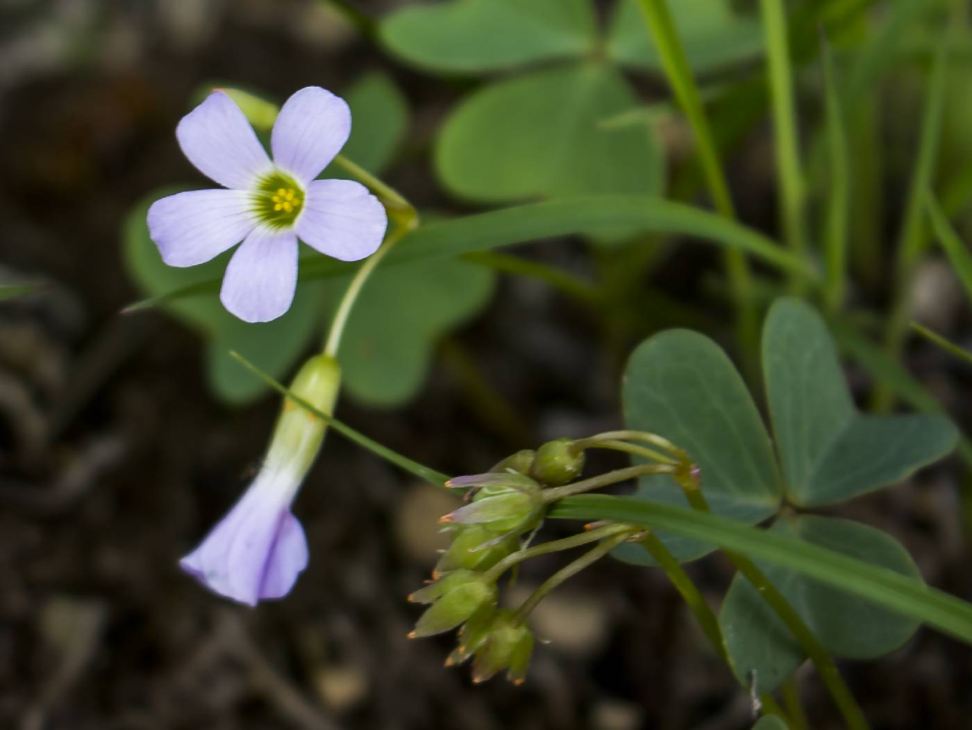 Oxalis violacea image