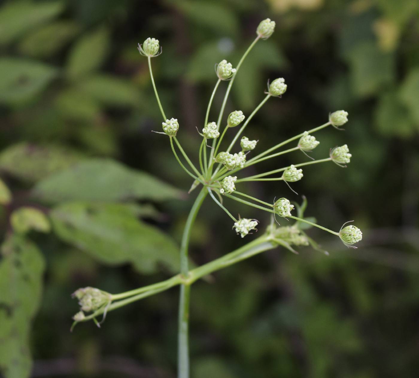 Oxypolis rigidior image