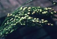 Image of Panicum miliaceum