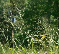 Panicum virgatum image