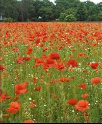 Papaver rhoeas image