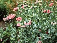 Papaver somniferum subsp. setigerum image