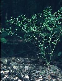Paronychia canadensis image