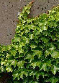 Image of Parthenocissus tricuspidata