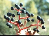 Parthenocissus inserta image