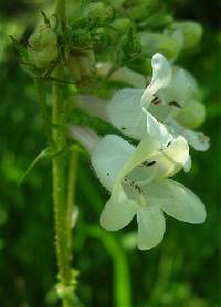 Penstemon digitalis image
