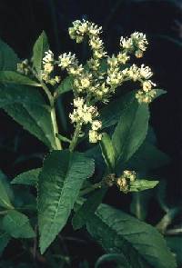 Image of Penthorum sedoides