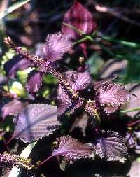 Image of Perilla frutescens