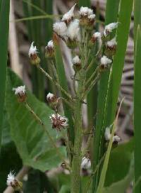 Petasites frigidus image
