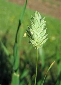 Image of Phalaris canariensis