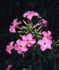 Image of Phlox glaberrima subsp. interior