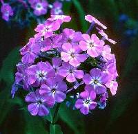 Phlox paniculata image