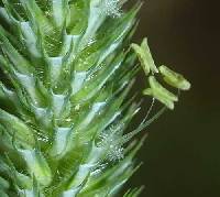 Phleum pratense subsp. pratense image