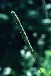 Image of Phleum pratense subsp. pratense