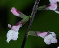 Phryma leptostachya image