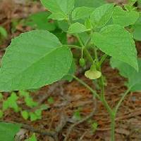Physalis heterophylla var. heterophylla image