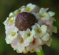 Phyla lanceolata image