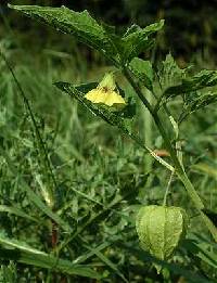 Image of Physalis longifolia var. subglabrata
