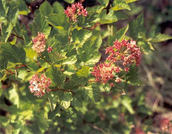 Physocarpus opulifolius image