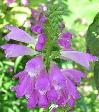 Physostegia virginiana subsp. virginiana image