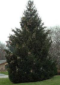 Picea abies image