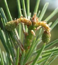 Pinus sylvestris image