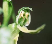 Platanthera hookeri image