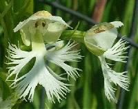 Platanthera lacera image