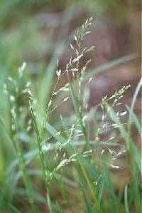 Poa alsodes image