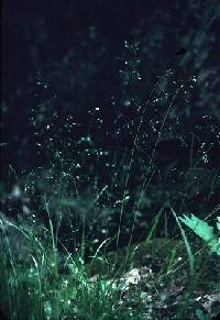 Image of Poa alsodes